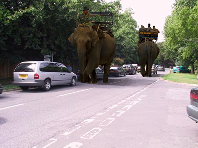 4X4-Elephants-on-School-run.jpg