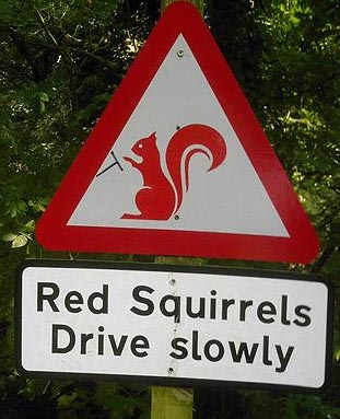 Beware of the Grey ones then - Lake district.jpg