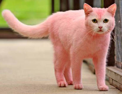 Pink Cat.jpg